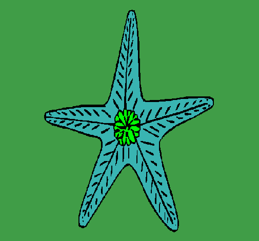 Estrella de mar