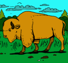 Dibujo Búfalo  pintado por Liamcete