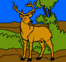 Dibujo Ciervo adulto pintado por shirle