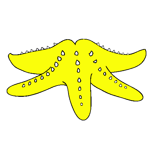 Estrella de mar