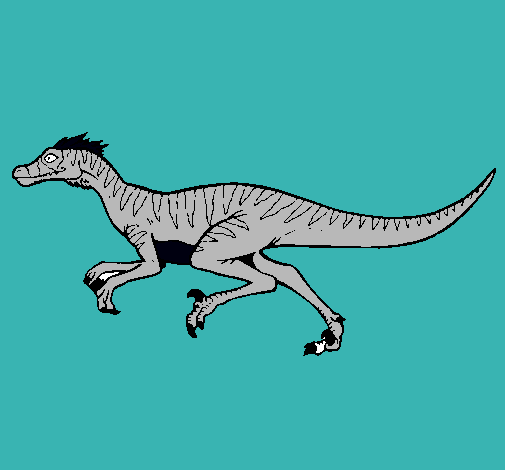 Velociraptor