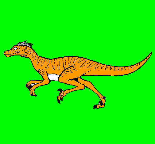 Velociraptor