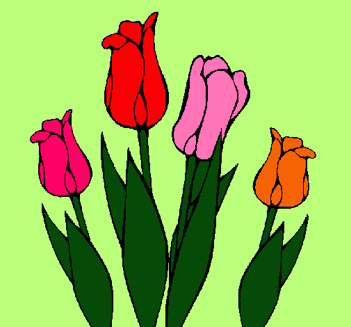 Tulipanes