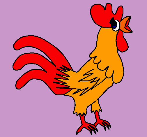 Gallo