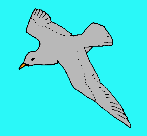 Gaviota