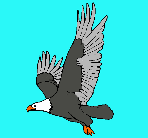 Águila volando