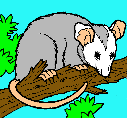 Ardilla possum