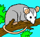 Dibujo Ardilla possum pintado por giancarlo
