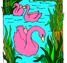 Dibujo Cisnes pintado por pato8b