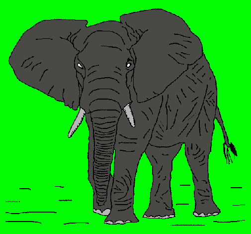 Elefante