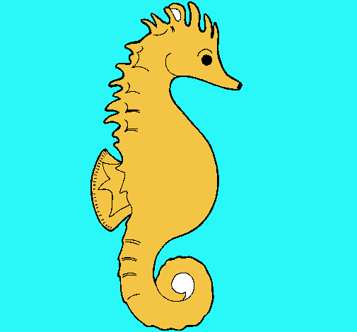 Caballito de mar