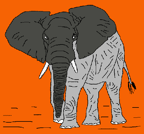 Elefante