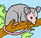 Dibujo Ardilla possum pintado por giovany