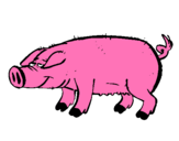 Dibujo Cerdo con pezuñas negras pintado por cerdo