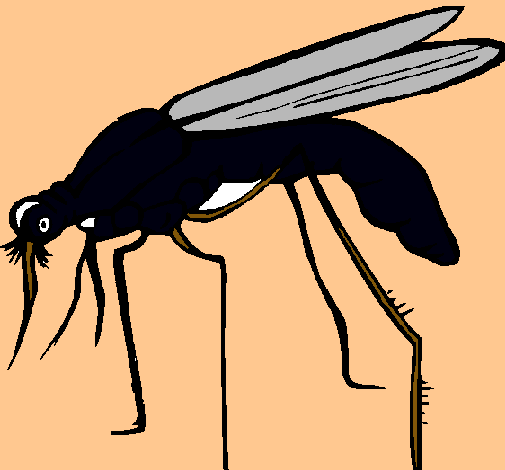 Mosquito