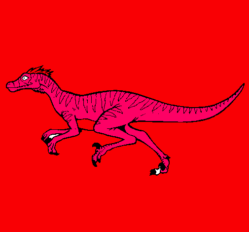 Velociraptor