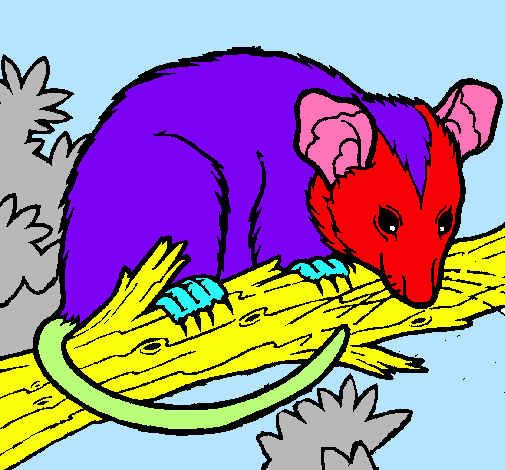 Ardilla possum