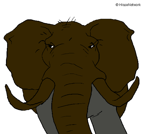 Elefante africano