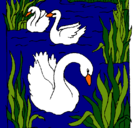 Dibujo Cisnes pintado por monina