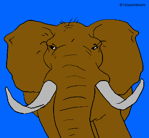 Elefante africano