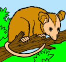 Dibujo Ardilla possum pintado por jenrry
