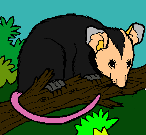 Dibujo Ardilla possum pintado por Osbaldo