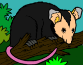 Dibujo Ardilla possum pintado por Osbaldo