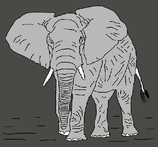 Elefante