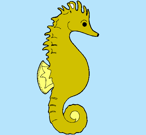 Caballito de mar