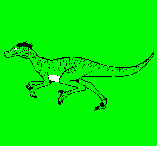 Velociraptor