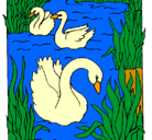 Dibujo Cisnes pintado por hhesa