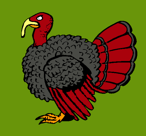 Pavo 