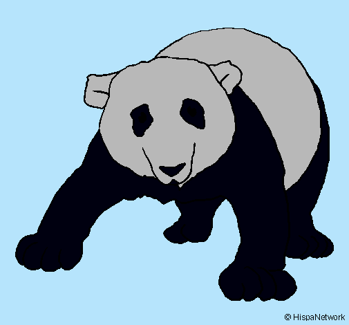 Oso panda