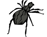 Dibujo Araña viuda negra pintado por jemerii