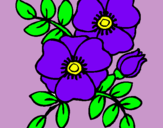 Dibujo Amapolas pintado por morado