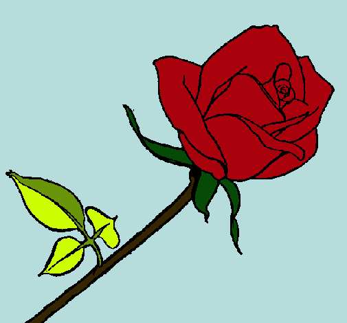 Rosa