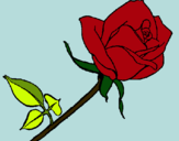 Dibujo Rosa pintado por jenni1821
