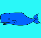 Dibujo Ballena azul pintado por animalword