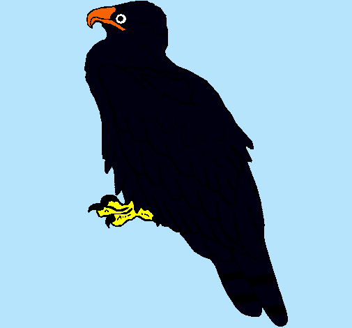 Águila