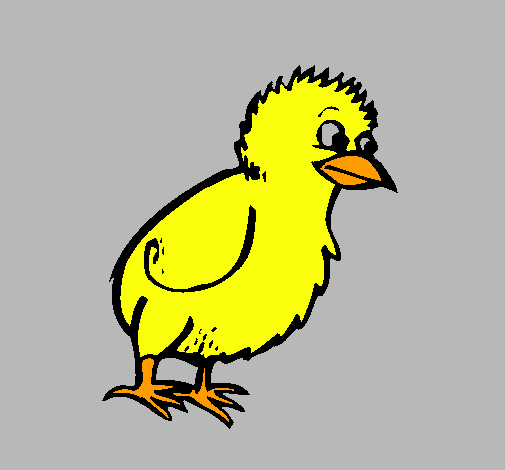 Pollito