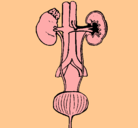 Dibujo Órgano pintado por medico