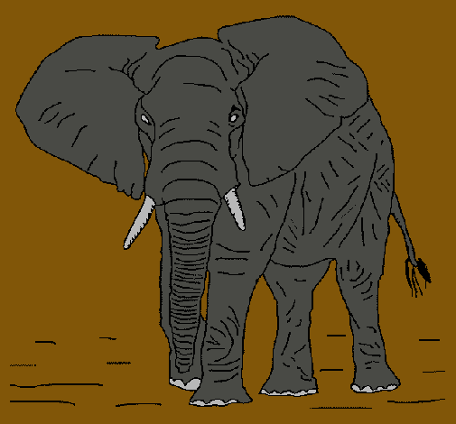 Elefante