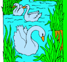 Dibujo Cisnes pintado por aguspina