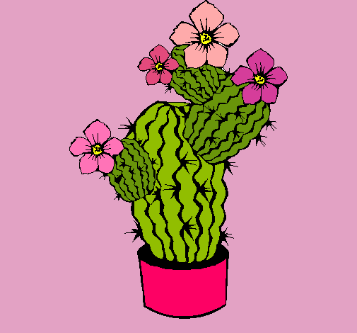 Flores de cactus