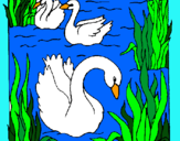 Dibujo Cisnes pintado por jsdc