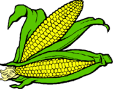Dibujo Mazorca de maíz pintado por mnbvc
