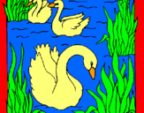 Dibujo Cisnes pintado por lAGOO