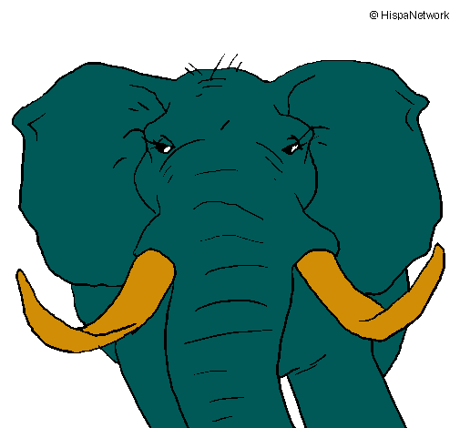 Elefante africano