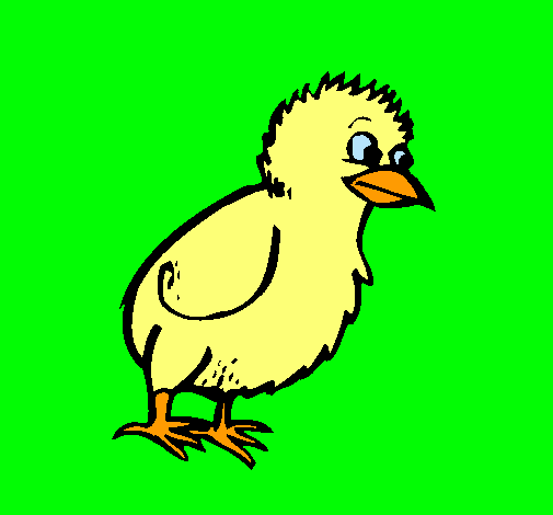 Pollito