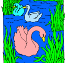 Dibujo Cisnes pintado por lezcano